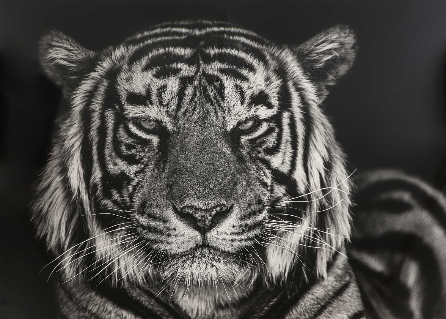 Lot 437 - David Yarrow (b.1956)