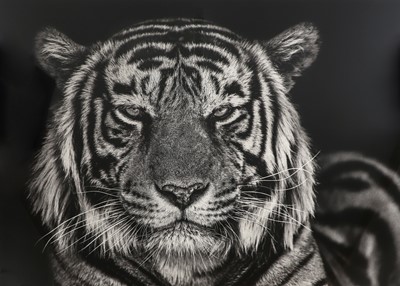 Lot 437 - David Yarrow (b.1956)