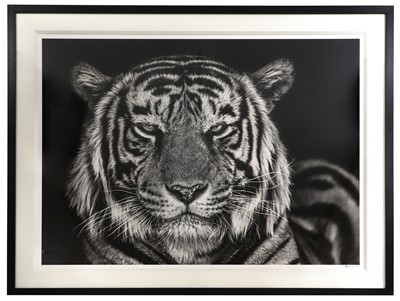 Lot 437 - David Yarrow (b.1956)