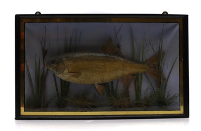 Lot 491A - Taxidermy: A roach (Rutilus rutilus)
