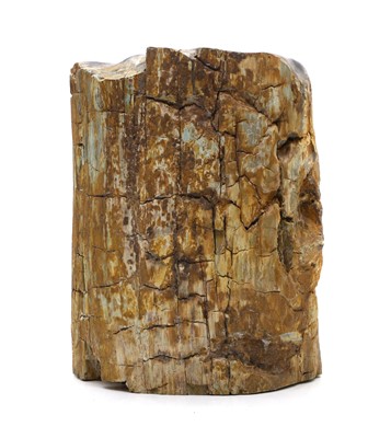 Lot 244 - Fossils - a petrified and polished tree trunk