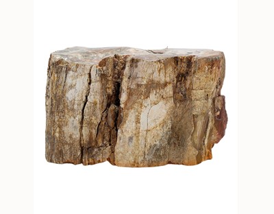 Lot 242 - Fossils - a petrified and polished tree trunk
