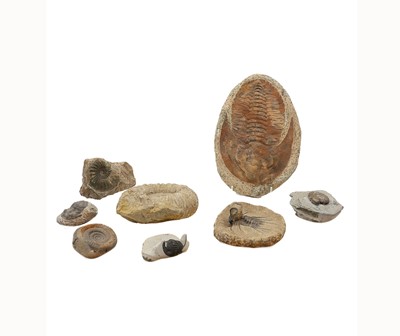 Lot 239 - Fossils - Ammonite and Trilobite fossils