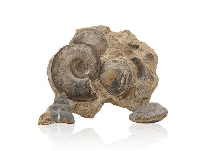 Lot 238 - Fossils - ammonite and bivalve bed