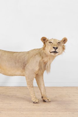 Lot 430 - A taxidermy African lion (Panthera leo)
