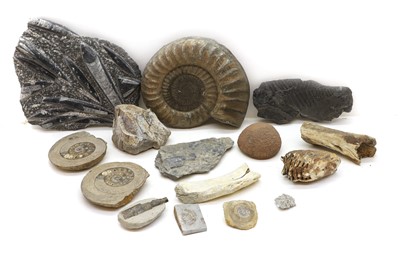 Lot 240 - A collection of mixed fossils