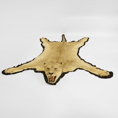 Lot 355 - Taxidermy: an African lioness (Panthera leo) taxidermy rug