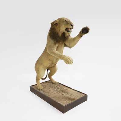 Lot 354 - Taxidermy: A full mount of a standing lion (Panthera leo)