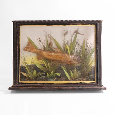 Lot 284 - Taxidermy: 'Fish without a Face'