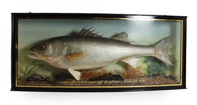 Lot 341 - Taxidermy: A bass (Dicentrarchus labrax)