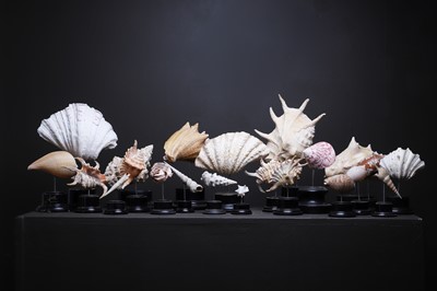 Lot 56 - A collection of shells