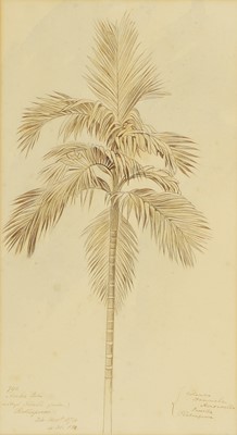 Lot 102 - Edward Lear (British, 1812-1888)