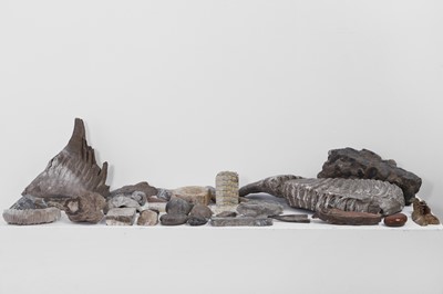 Lot 415 - A collection of various fossils and specimens