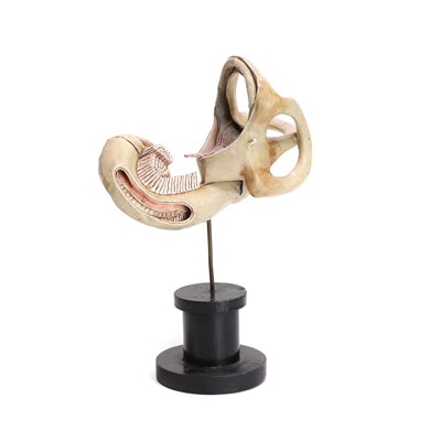 Lot 155 - A didactic anatomical model of the inner ear retailed by Adam Rouilly