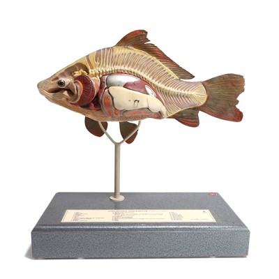 Lot 157 - A didactic model of a common carp (Cyprinus carpio)