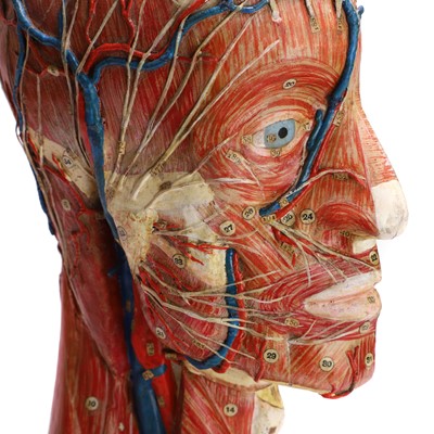 Lot 236 - A didactic model of the human head by Maison Auzoux