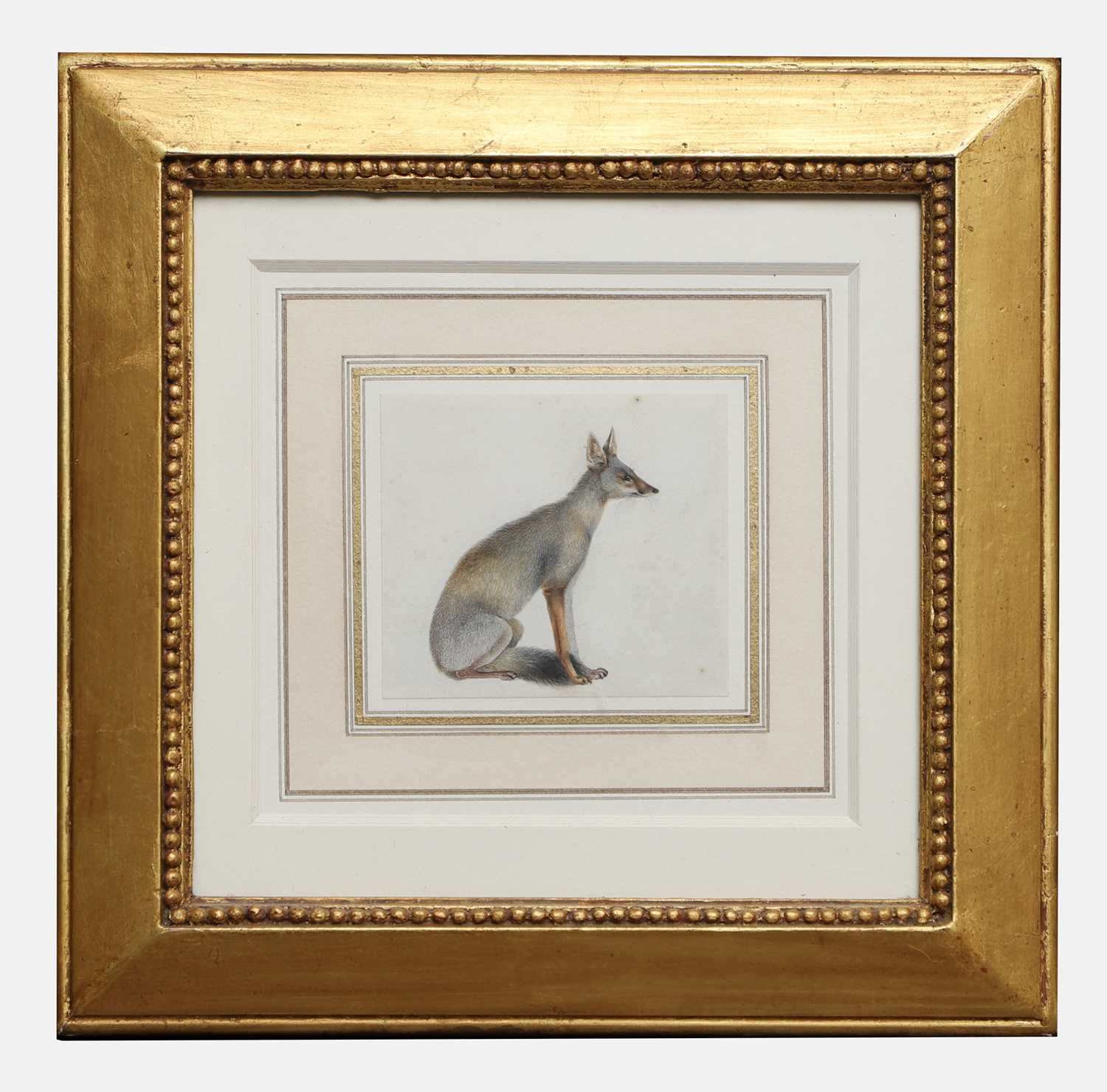 Lot 258 - An Indian painting of a Bengal fox (Vulpes bengalensis)