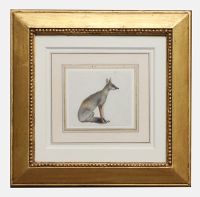 Lot 258 - An Indian painting of a Bengal fox (Vulpes bengalensis)