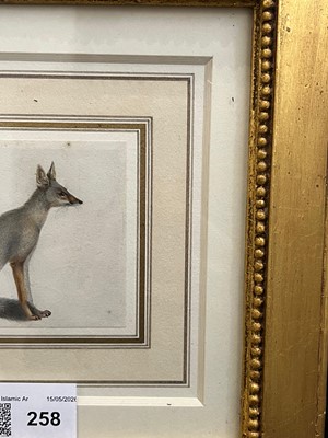 Lot 258 - An Indian painting of a Bengal fox (Vulpes bengalensis)