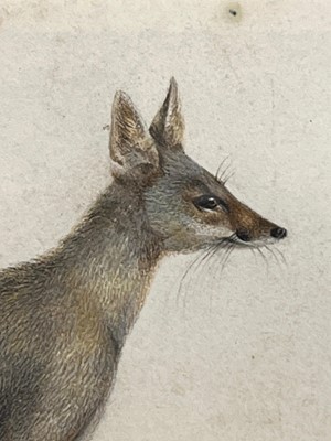Lot 258 - An Indian painting of a Bengal fox (Vulpes bengalensis)