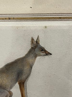Lot 258 - An Indian painting of a Bengal fox (Vulpes bengalensis)