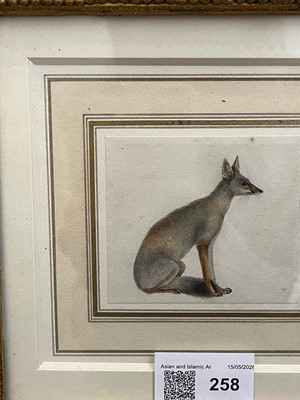 Lot 258 - An Indian painting of a Bengal fox (Vulpes bengalensis)