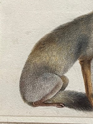 Lot 258 - An Indian painting of a Bengal fox (Vulpes bengalensis)