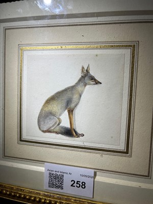Lot 258 - An Indian painting of a Bengal fox (Vulpes bengalensis)