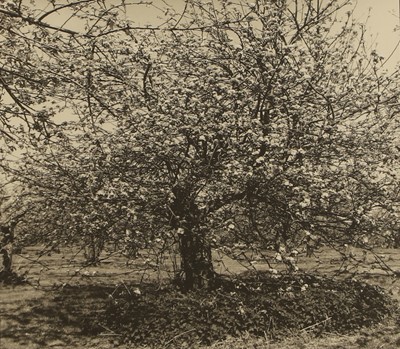 Lot 369 - 20th Century School