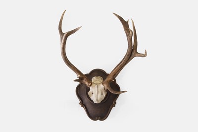 Lot 680 - A mounted red deer skull