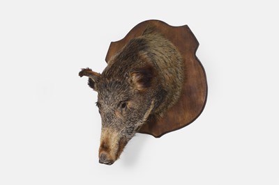 Lot 475 - A taxidermy boar head