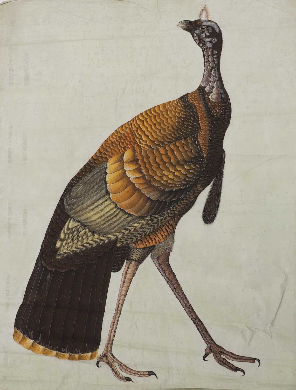 Lot 256 - A large Indian painting of a wild turkey (Meleagris gallopavo)