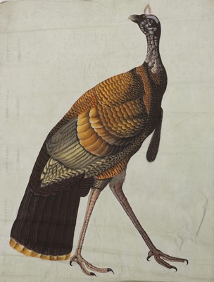 Lot 256 - A large Indian painting of a wild turkey (Meleagris gallopavo)