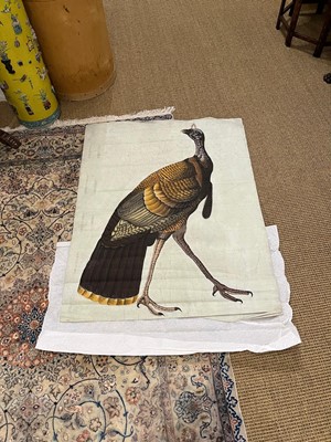 Lot 256 - A large Indian painting of a wild turkey (Meleagris gallopavo)