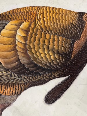 Lot 256 - A large Indian painting of a wild turkey (Meleagris gallopavo)