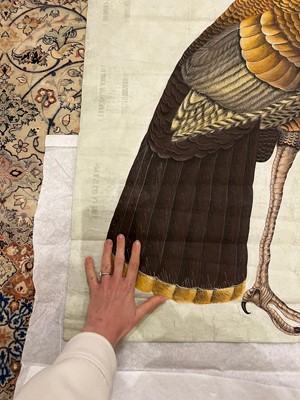 Lot 256 - A large Indian painting of a wild turkey (Meleagris gallopavo)
