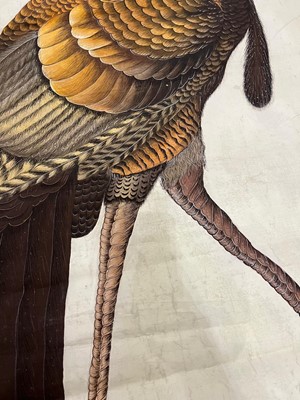 Lot 256 - A large Indian painting of a wild turkey (Meleagris gallopavo)
