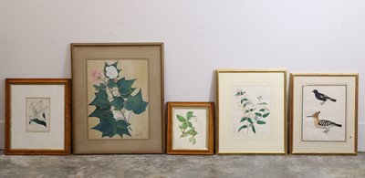 Lot 311 - A watercolour study of a rosy-spotted lance-leaved lily