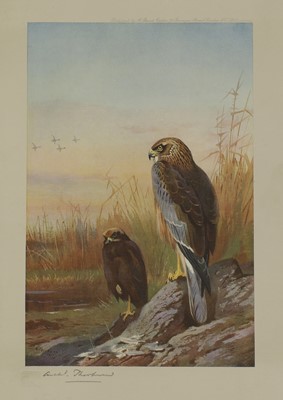 Lot 395 - Archibald Thorburn (British, 1860-1935)