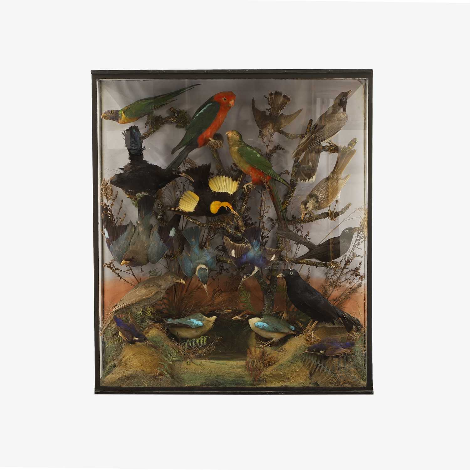 Lot 461 - A Victorian case of Australian birds