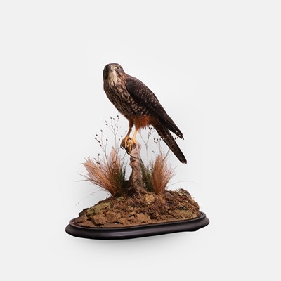 Lot 462A - A Victorian New Zealand taxidermy falcon (Falco novaeseelandiae)