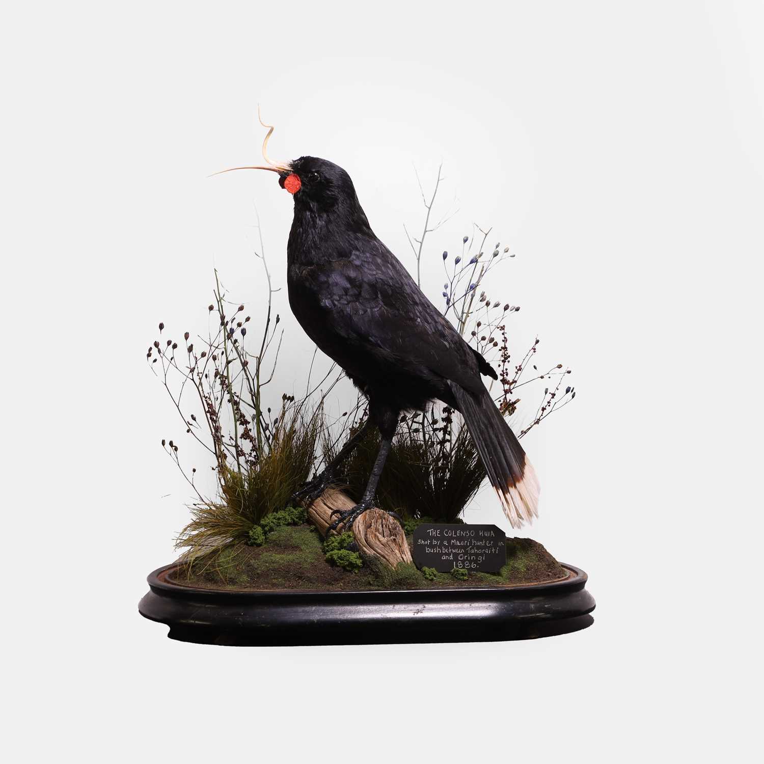 Lot 52 - A modern artistic recreation of 'Colenso's' huia bird