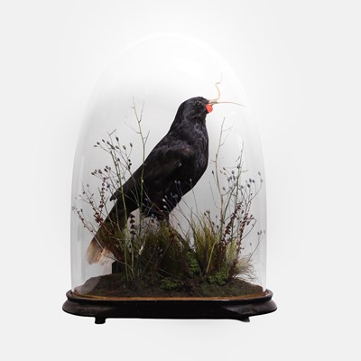 Lot 52 - A modern artistic recreation of 'Colenso's' huia bird