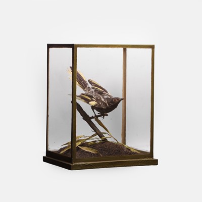 Lot 462 - A Victorian regent honeyeater bird (Anthochaera phrygia)