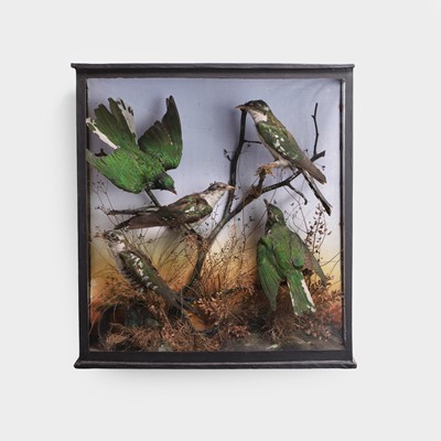 Lot 463 - A Victorian case of African emerald cuckoo taxidermy birds (Chrysococcyx cupreus)