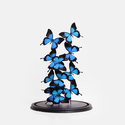 Lot 455 - A large dome filled with Ulysses butterflies (Papilio ulysses)