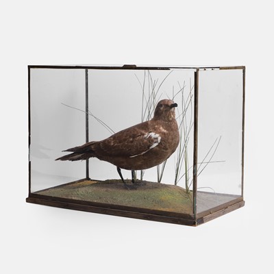 Lot 464 - A taxidermy skua bird (Stercorarius maccormicki)