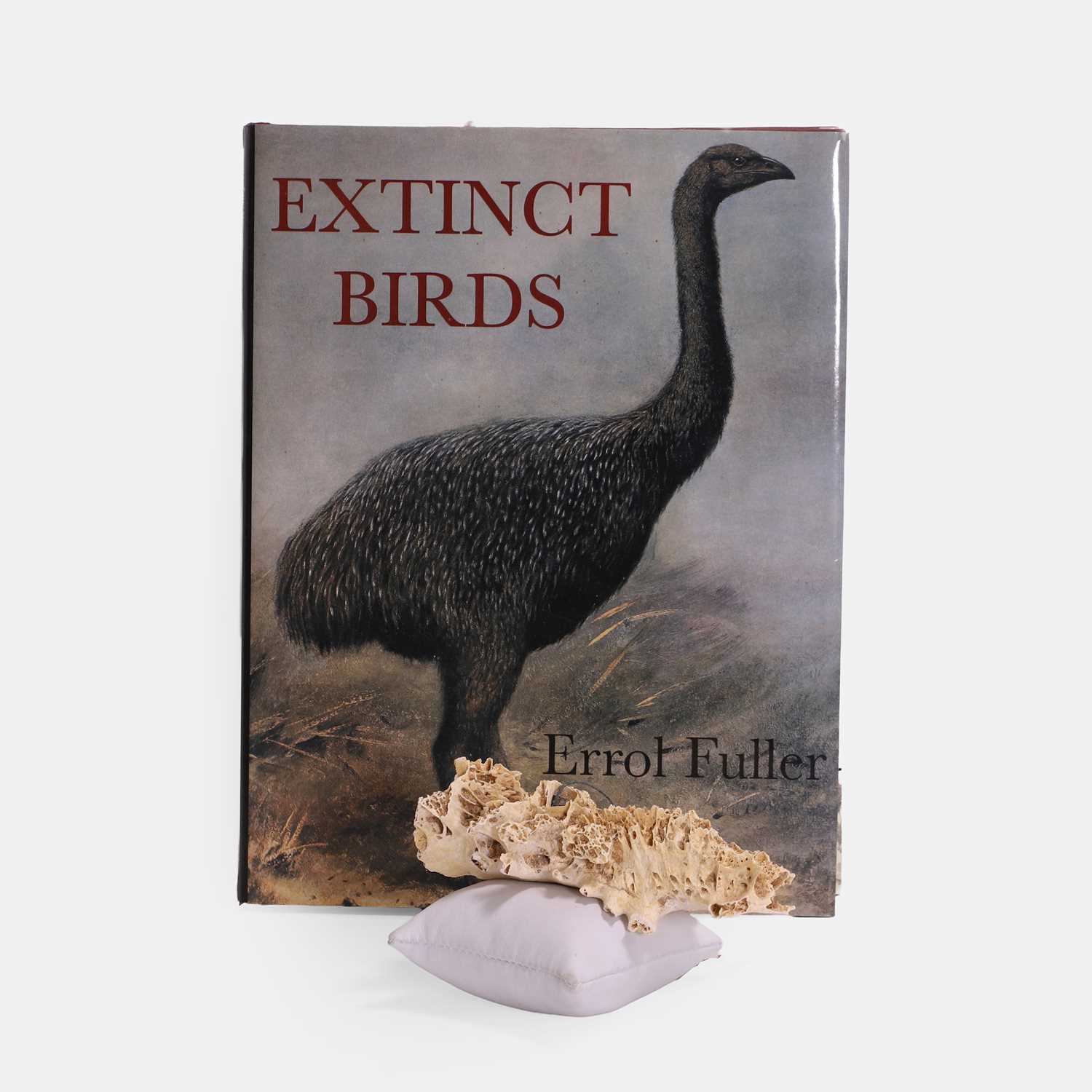 Lot 51 - A synsacrum bone from an extinct New Zealand moa bird