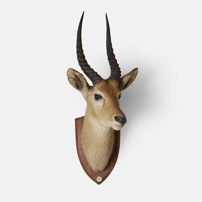 Lot 456 - A taxidermy Ugandan kob head (Kobus kob thomasi)