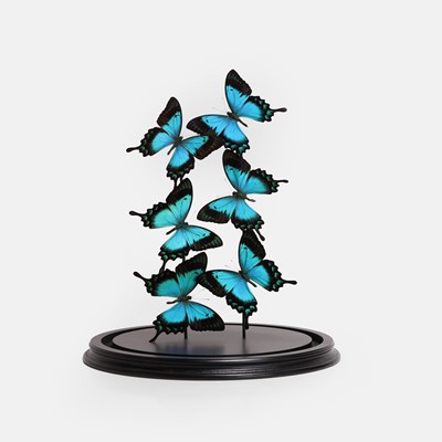 Lot 455A - A dome filled with Ulysses butterflies